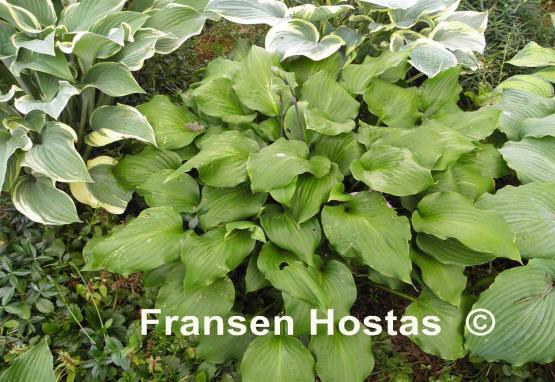 Hosta Ebony Towers